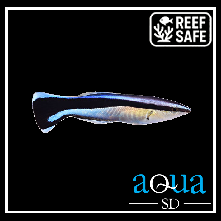しらす様 Aquatic Division the Commoner Aqua SD | Cleaner Wrasse - Labroides dimidiatus